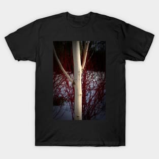 Birch and colour T-Shirt